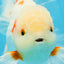 AAA Grade ADORABLE Sakura Oranda Male 6-6.5 inches #091925OR_14