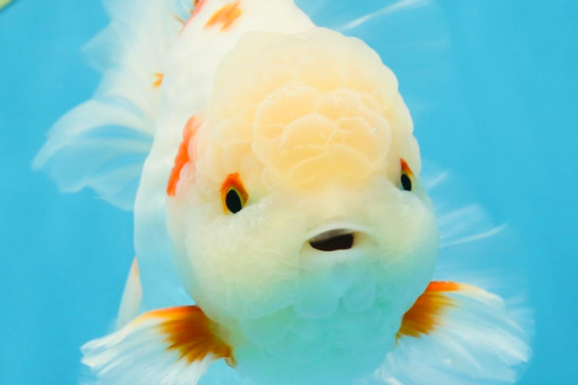 AAA Grade ADORABLE Sakura Oranda Male 6-6.5 inches #091925OR_14