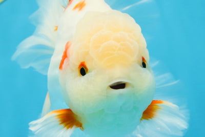 AAA Grade ADORABLE Sakura Oranda Male 6-6.5 inches #091925OR_14