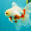 A Grade Red White Oranda Male 5.5-6 inches #102326OR_12