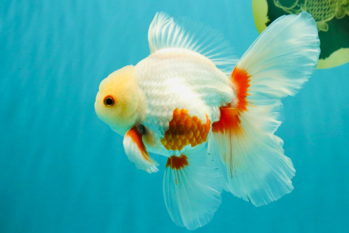 A Grade Red White Oranda Male 5.5-6 inches #102326OR_12