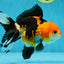 A Grade Tricolor Oranda Female 4.5-5 inches #050225OR_04
