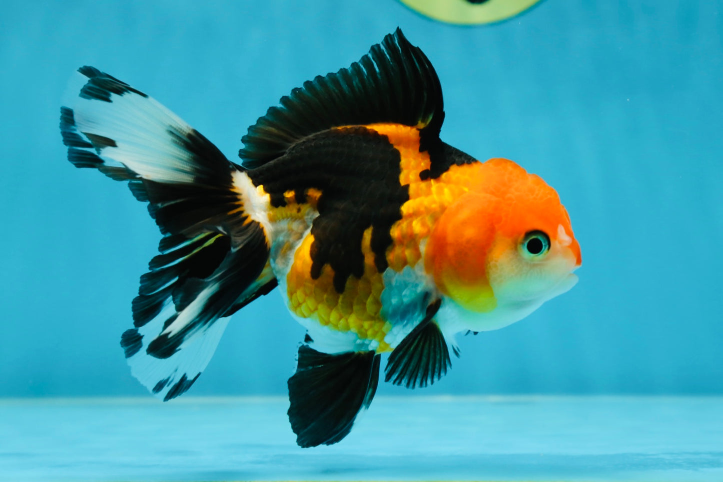 A Grade Tricolor Oranda Female 4.5-5 inches #050225OR_04