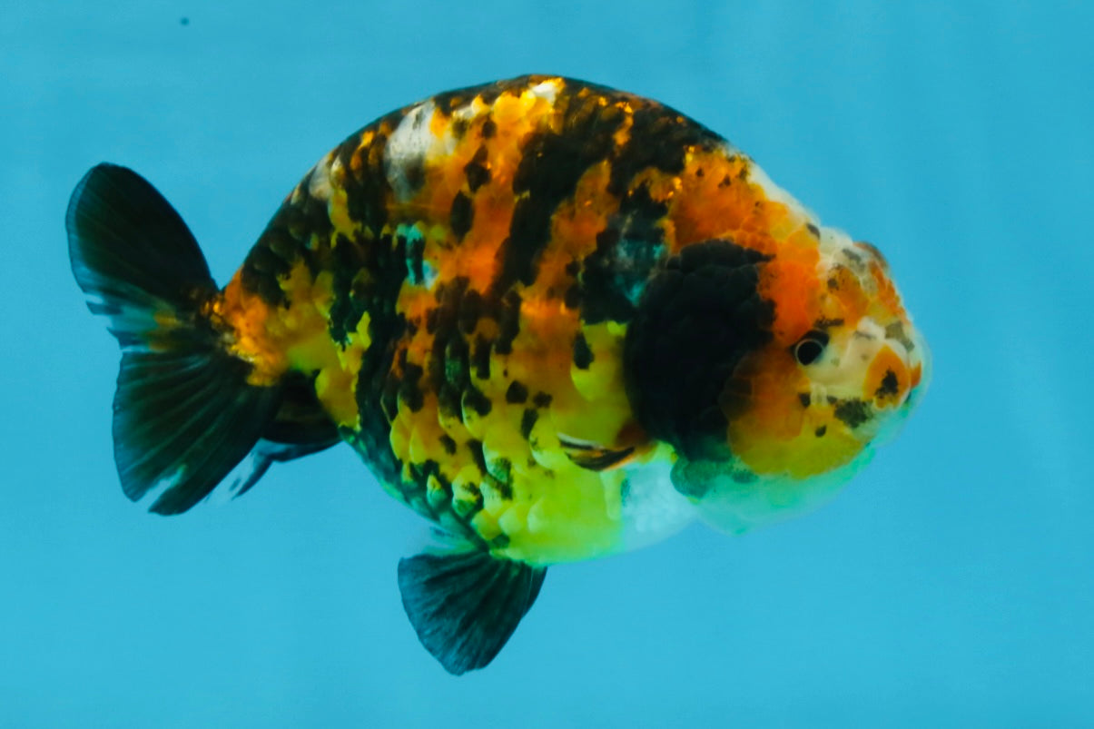 AAA Grade Chinese Calico Ranchu Female 4.5-5 inches #101725RC_17