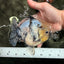 AAA Grade Marble Blue Base Yuanbao Male 5 inches #050126YB_16