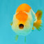 A Grade Orange White LionQueen 4.5-5 inches #072426LC_35