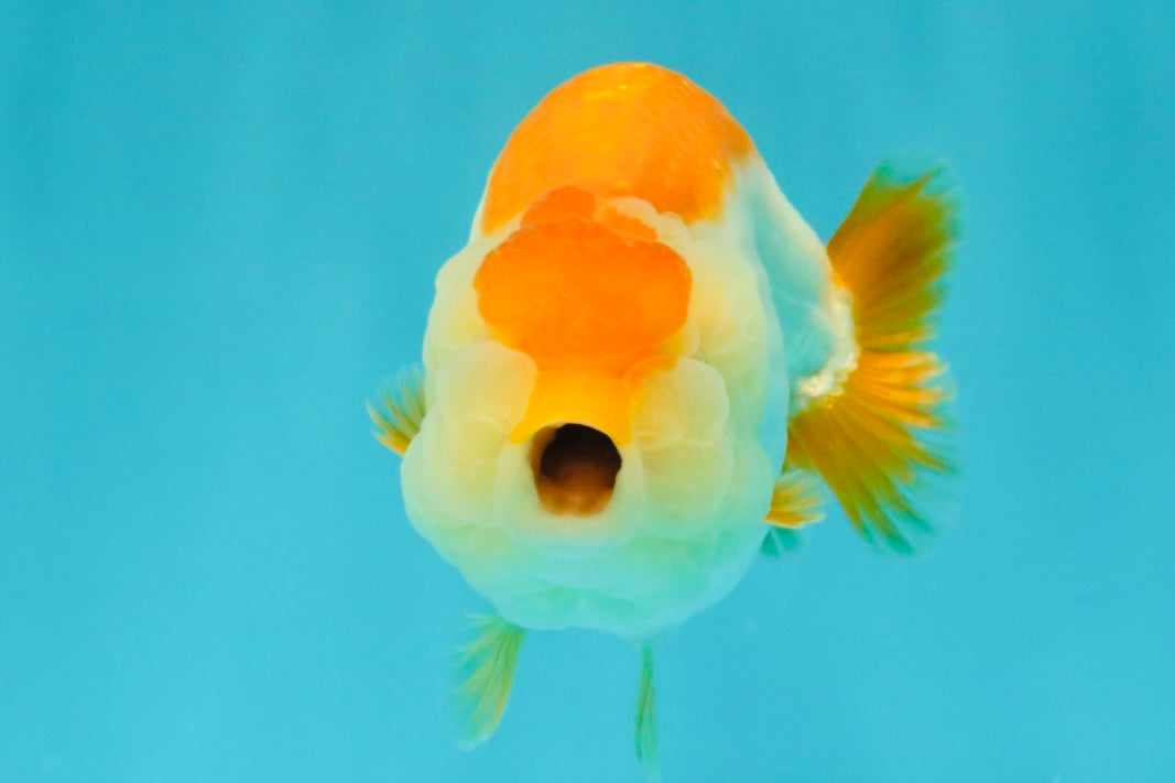 A Grade Orange White LionQueen 4.5-5 inches #072426LC_35