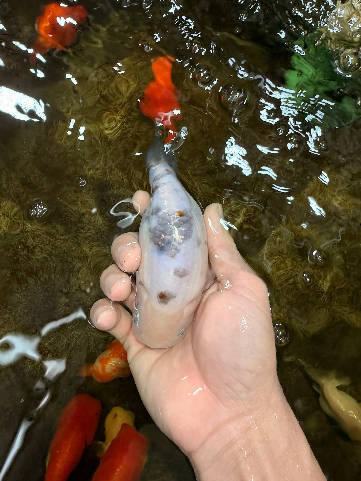 White Sakura Chinese Ranchu Female 4.5-5 inches #112825RC_13