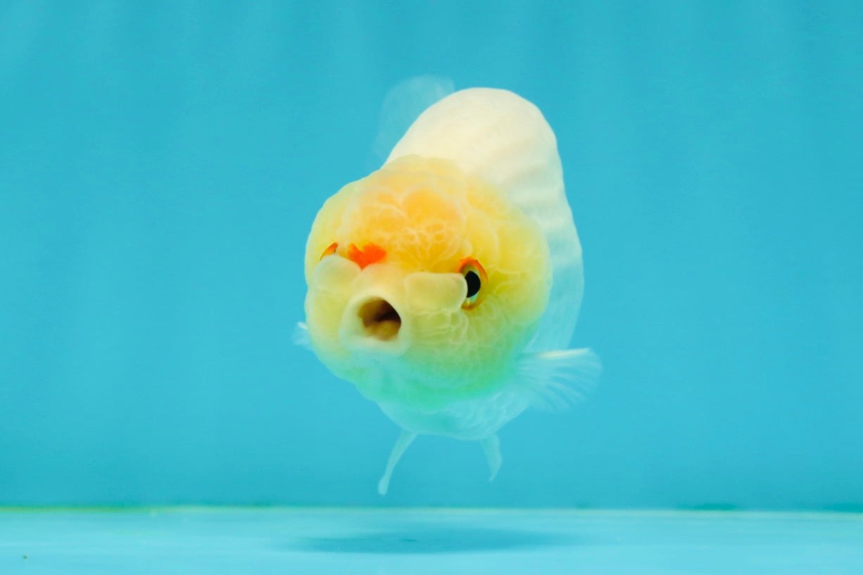 Lemonhead Lionchu Male 4 inches #1004LC_14