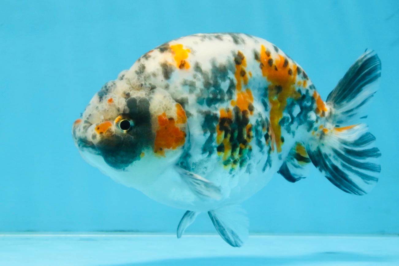 A Grade Tricolor Ranchu Male 5.5 inches #110725RC_14