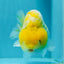 Lemon Neon Ranchu Female 6 inches #0112RC_09