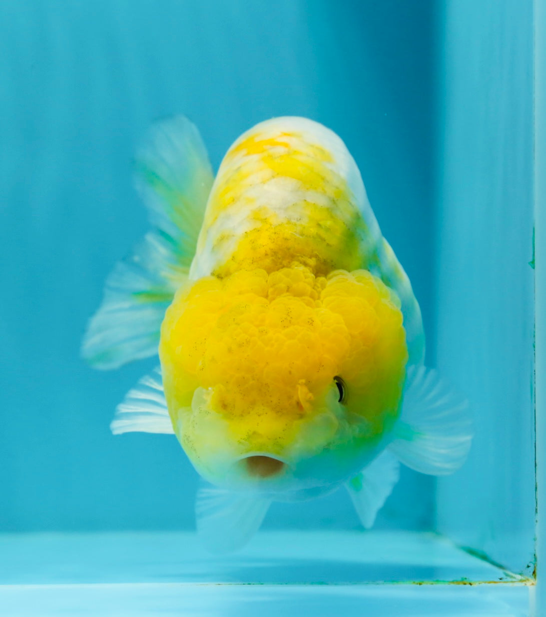 Lemon Neon Ranchu Female 6 inches #0112RC_09