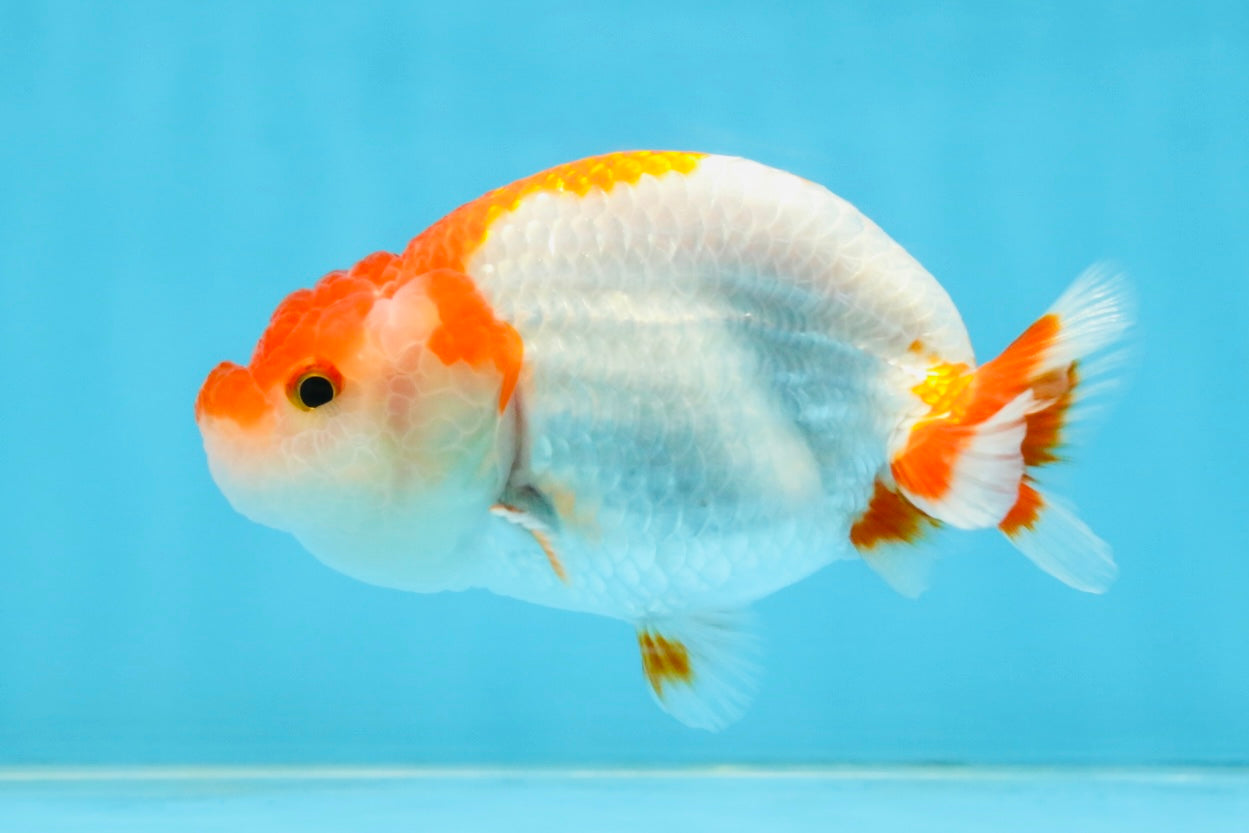 A Grade Red White LionQueen 4-4.5 inches #112125LC_11