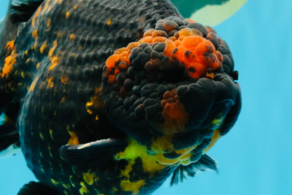 SUPER AAA Grade Godzilla Tiger Yuanbao Male 6 inches #022026YB_02