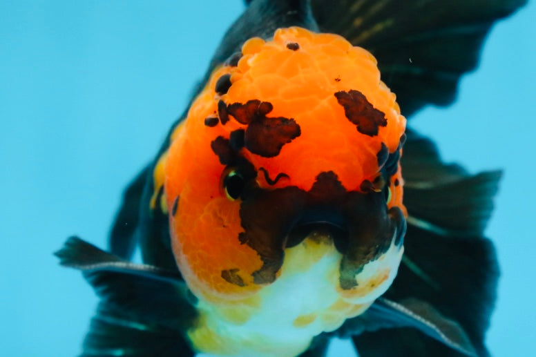 A Grade Apache Oranda Male 5.5-6 inches #081525OR_21