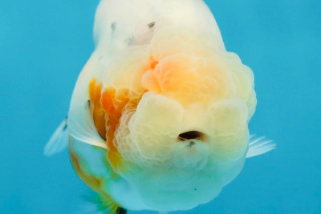 A Grade Calico LionQueen 3.5 inches #051625LC_04