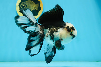 A Grade Panda Oranda Male 5.5-6 inches #121324OR_23