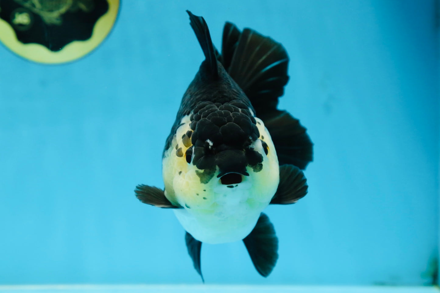 A Grade Panda Button Eyes Yuanbao 6 inches #080825YB_26