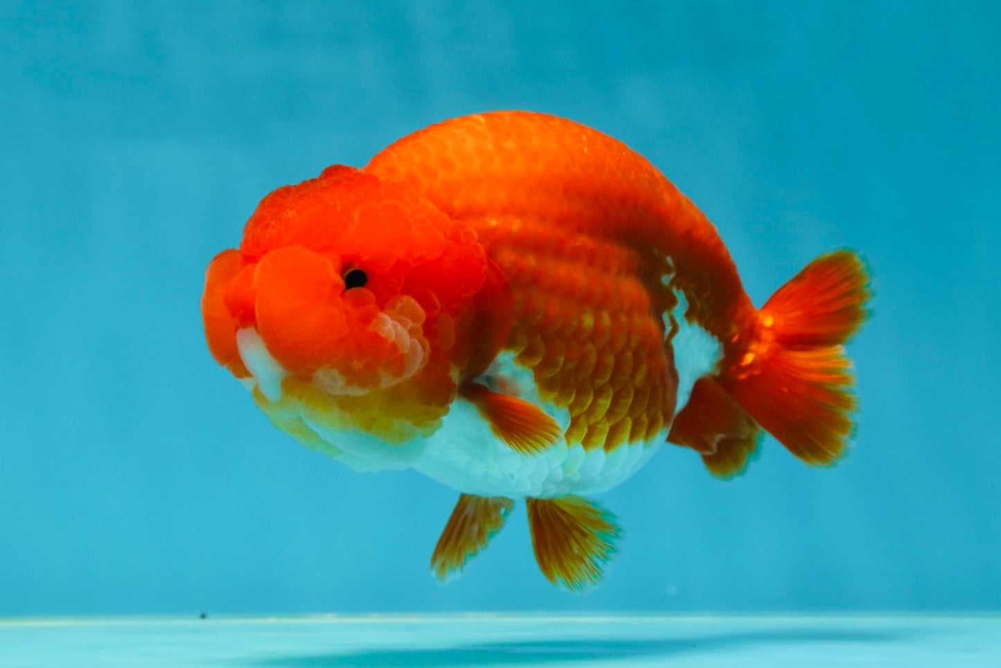 AAA Grade Cherry Red White LionQueen 5 inches #050925LC_16