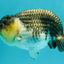Panda Lionchu Male 4.5-5 inches #072426LC_31