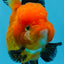 A Grade Tricolor Oranda Female 4.5 inches #0830OR_08