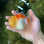 AAA Grade Sakura Oranda Male 4.5 inches #050925OR_52