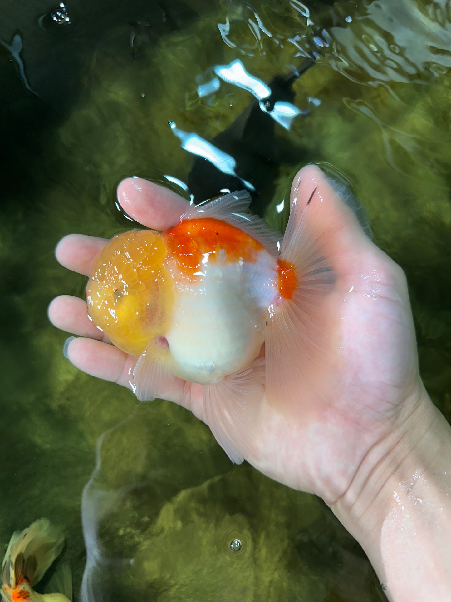 AAA Grade Sakura Oranda Male 4.5 inches #050925OR_52