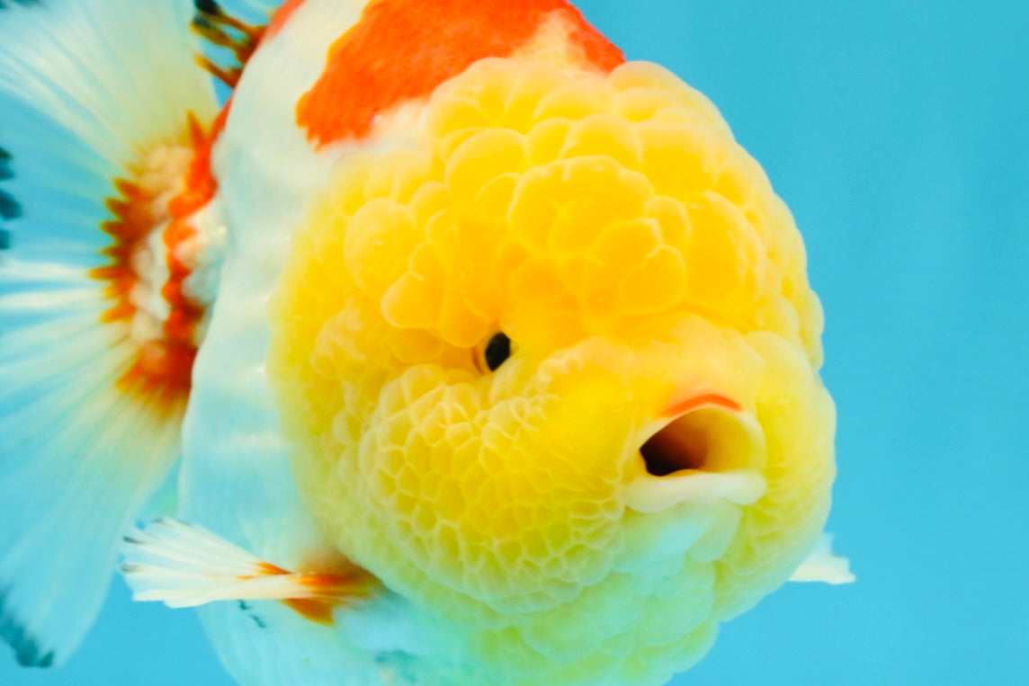 CHUBBY AAA Grade Godzilla Red White Lipstick Yuanbao Male 5-5.5 inches #022726YB_04