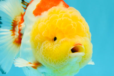 CHUBBY AAA Grade Godzilla Red White Lipstick Yuanbao Male 5-5.5 inches #022726YB_04