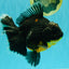 AAA Grade Jumbo Bloodline Kirin Oranda Male 7.5 inches #061926OR_05
