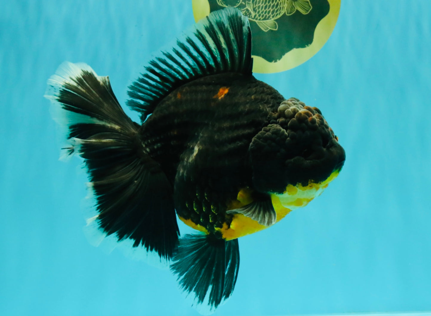 AAA Grade Jumbo Bloodline Kirin Oranda Male 7.5 inches #061926OR_05