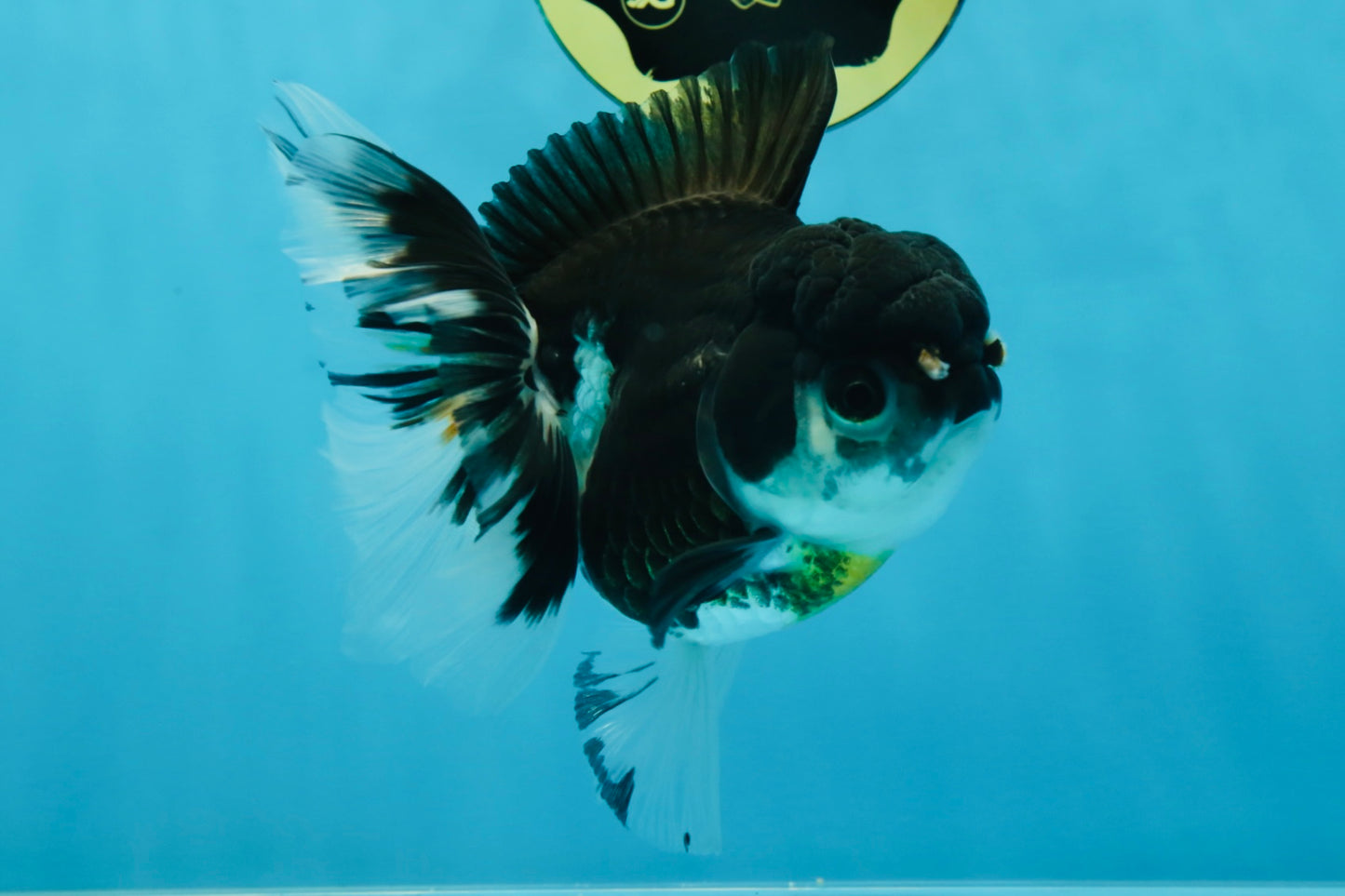 Panda Oranda Female 5-5.5 inches #053025OR_29