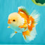 A Grade Red White Oranda Male 5.5 inches #071726OR_30
