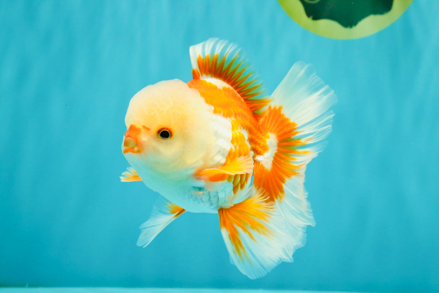A Grade Red White Oranda Male 5.5 inches #071726OR_30