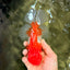 IRON MAN A Grade Red White Oranda Female 6-6.5 inches #080726OR_07