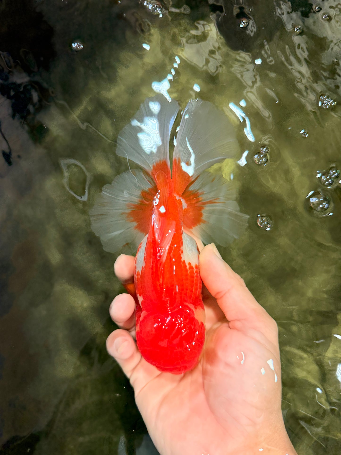 IRON MAN A Grade Red White Oranda Female 6-6.5 inches #080726OR_07