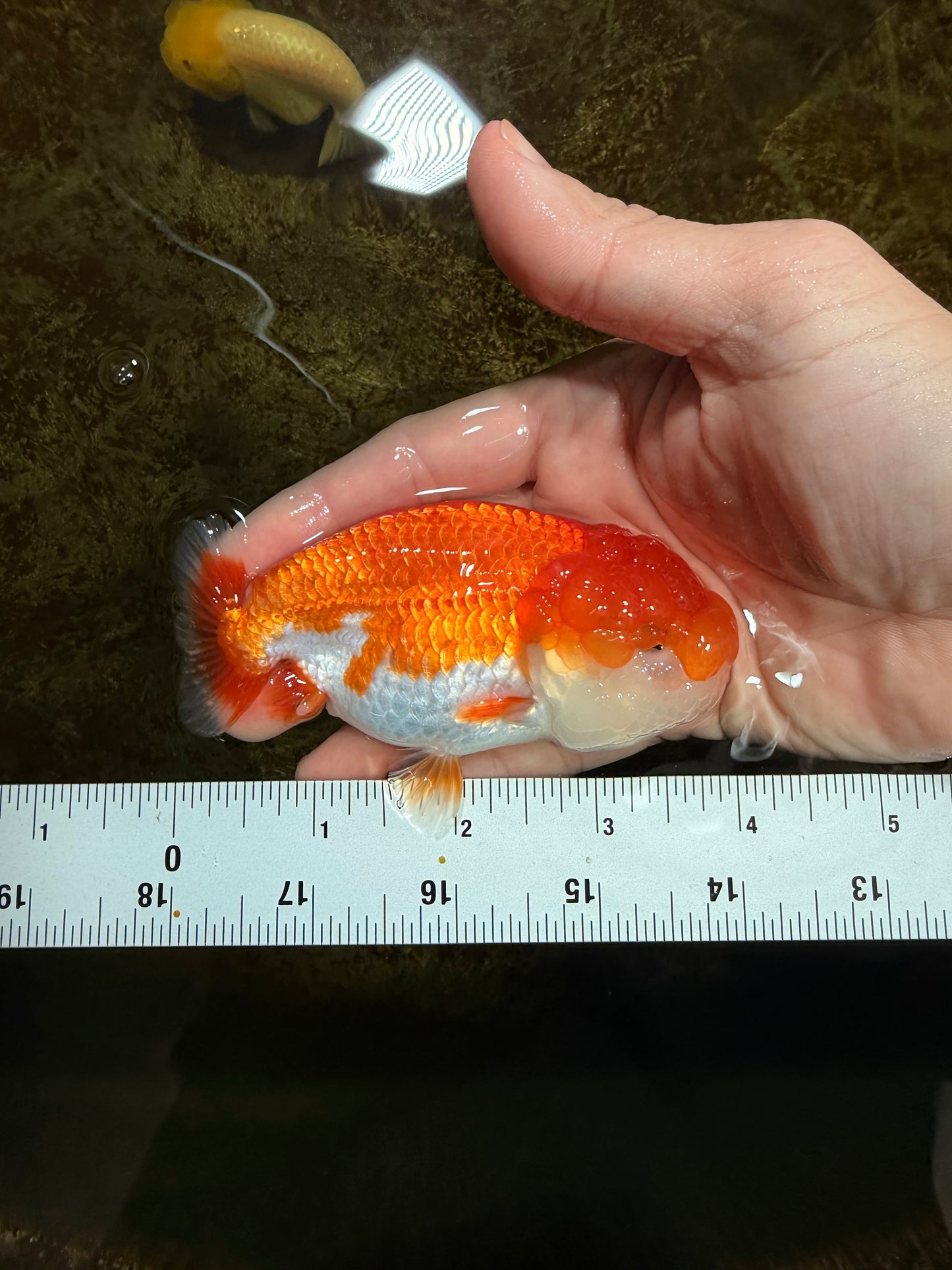 Red White Lionchu Female 4 inches #121225LC_11