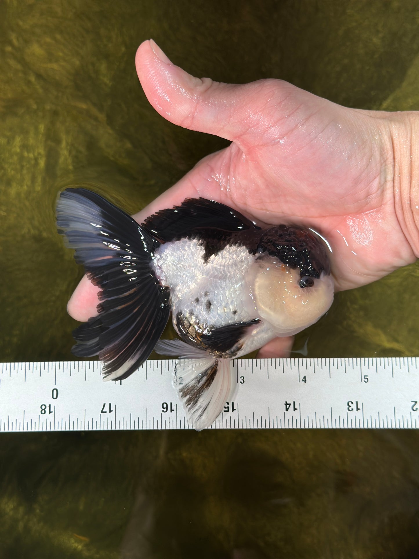 AAA Grade Tricolor Blink Button Eyes Oranda Male 4.5 inches #020725OR_34