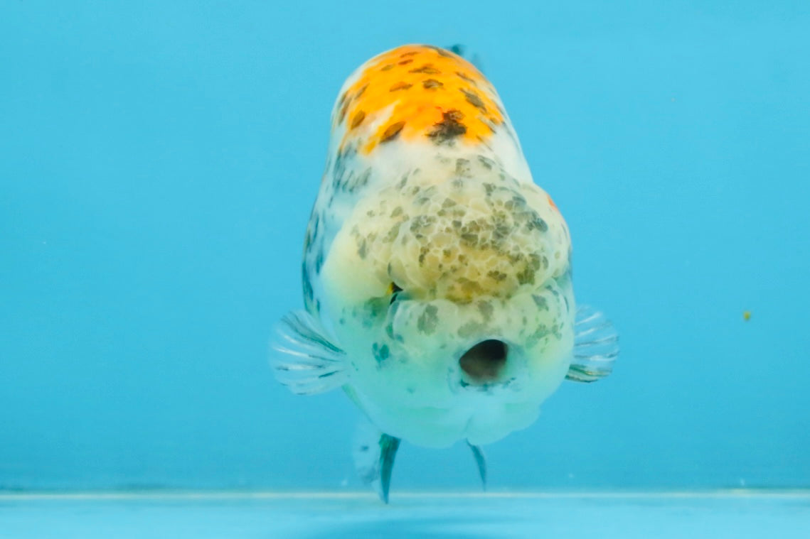 A Grade Tricolor Tiger LionKing 4.5-5 inches #112125LC_02