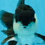 A Grade Young Panda Button W Oranda Male 4.5-5 inches #061325_06