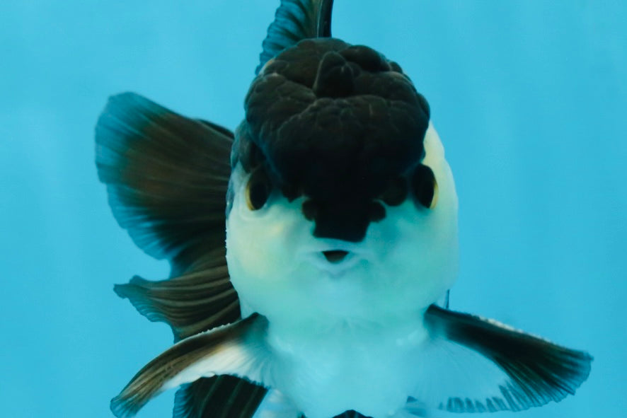 A Grade Young Panda Button W Oranda Male 4.5-5 inches #061325_06