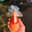FLUFFY A Grade Red White Oranda Male 6-6.5 inches #071026OR_28