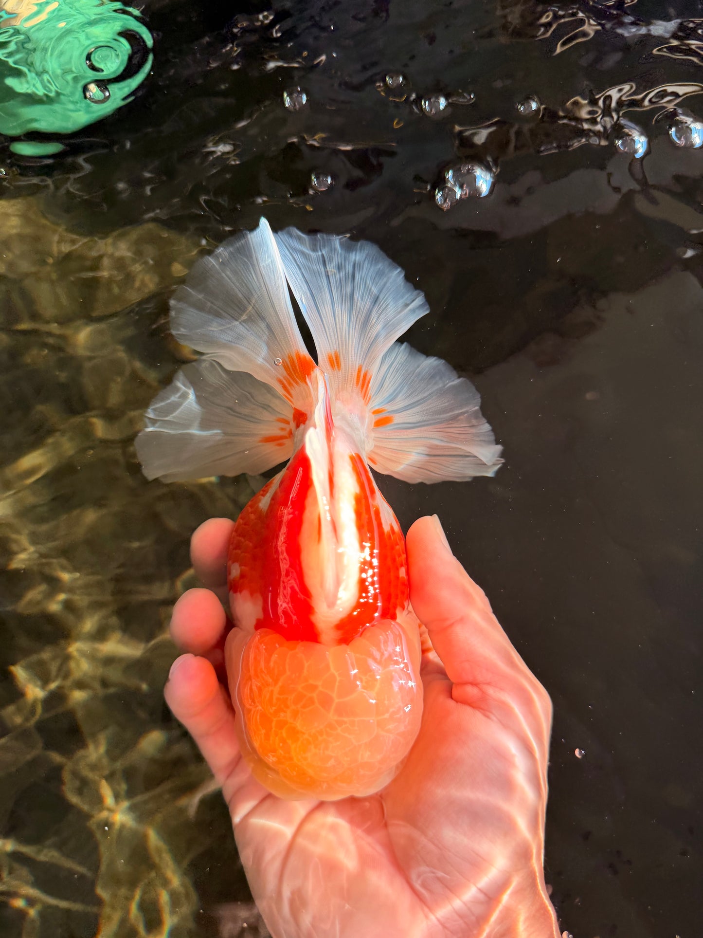 FLUFFY A Grade Red White Oranda Male 6-6.5 inches #071026OR_28