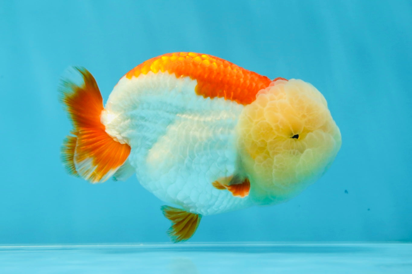 Marshmallow AAA Grade Red White LionKing 4 inches #042525LC_12