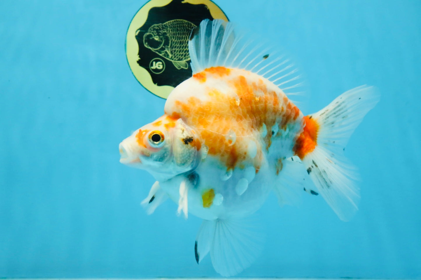 AAA Grade Indonesia Sakura Ryukin Male 6-6.5 inches #111425RK_12