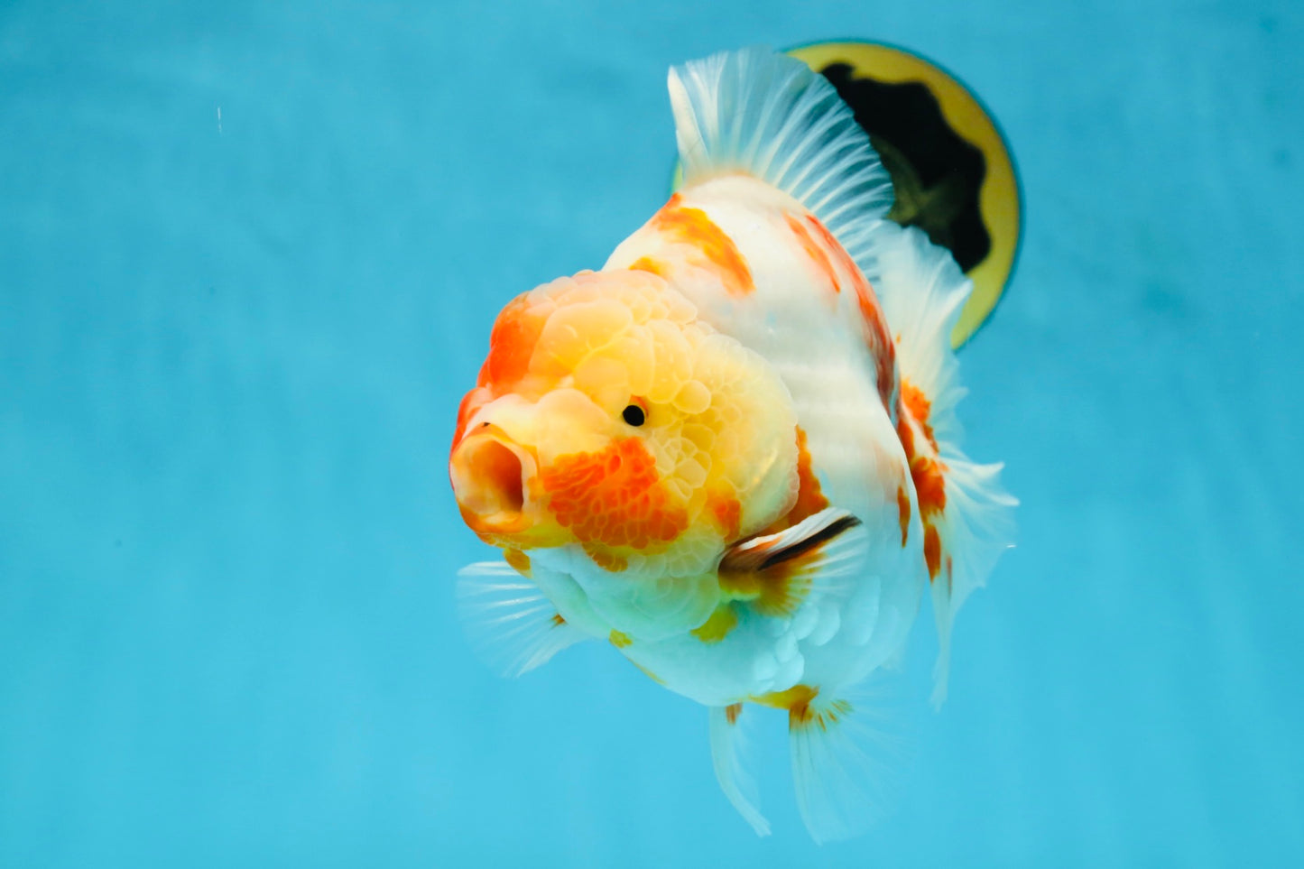 A Grade Kohaku Sakura Yuanbao Male 5.5 inches #052325YB_25