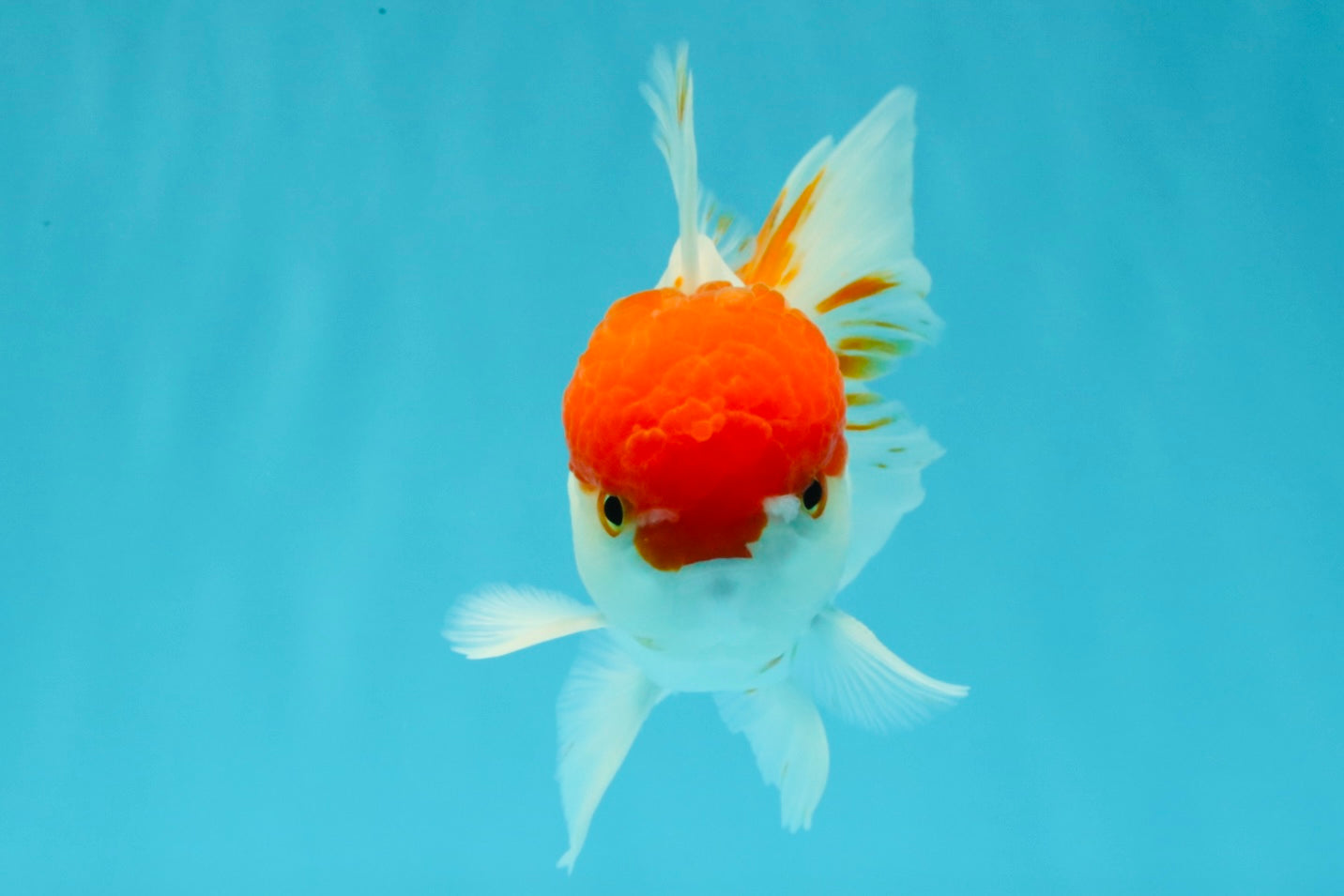 MARIO A Grade Tancho Red White Oranda Male 5-5.5 inches #031326OR_27