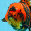 AAA Grade Special Tiger Oranda Female 6.5 inches #0913OR_19