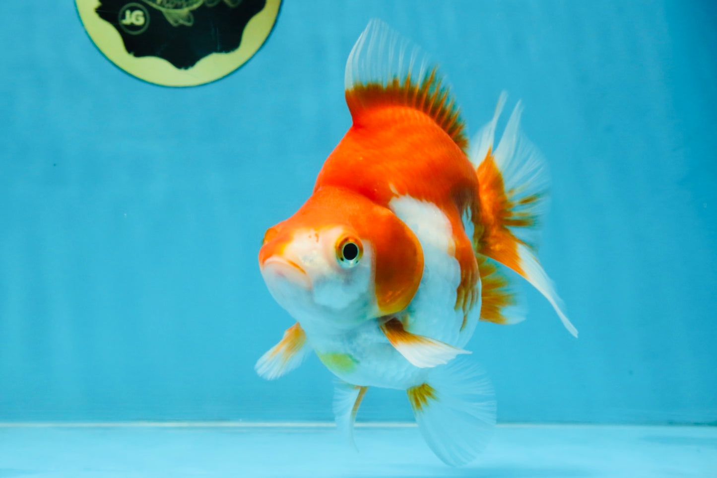 A Grade Red White Ryukin Female 5.5 inches #111425RK_08