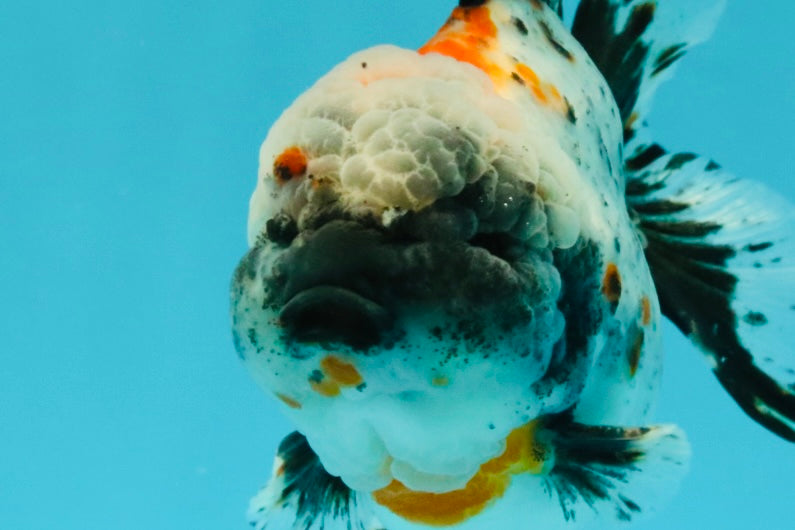 Calico Yuanbao Male 5 inches #032026YB_16